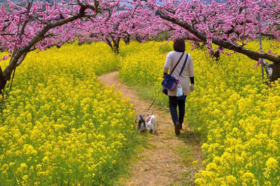 Mùa hoa cải dầu tại Nhật Bản