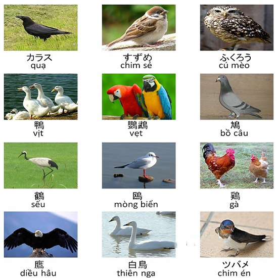 Từ vựng tiếng Nhật về các loài chim