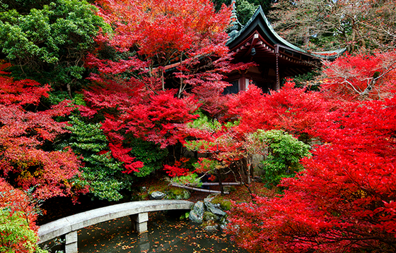 Khám phá những nét thu hút của mùa thu Nhật Bản
