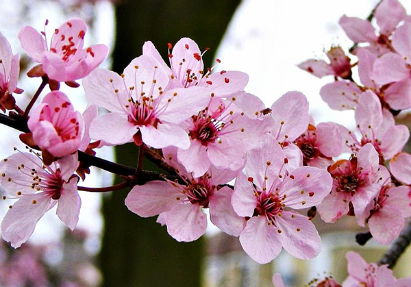 Khám phá hoa Anh đào - Quốc hoa rực rỡ kiêu sa nhất của người Nhật