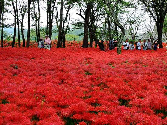 Hoa bỉ ngạn tại Nhật Bản