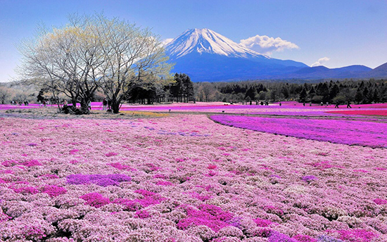 Bạn có biết 12 loài hoa tượng trưng cho 12 tháng tại Nhật Bản chưa?