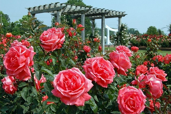 Hoa hồng Nhật Bản