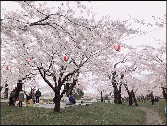 Địa điểm ngắm hoa anh đào tại Nhật Bản