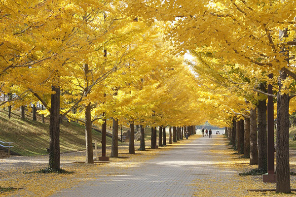 Có nên đi du lịch Nhật Bản vào mùa thu?